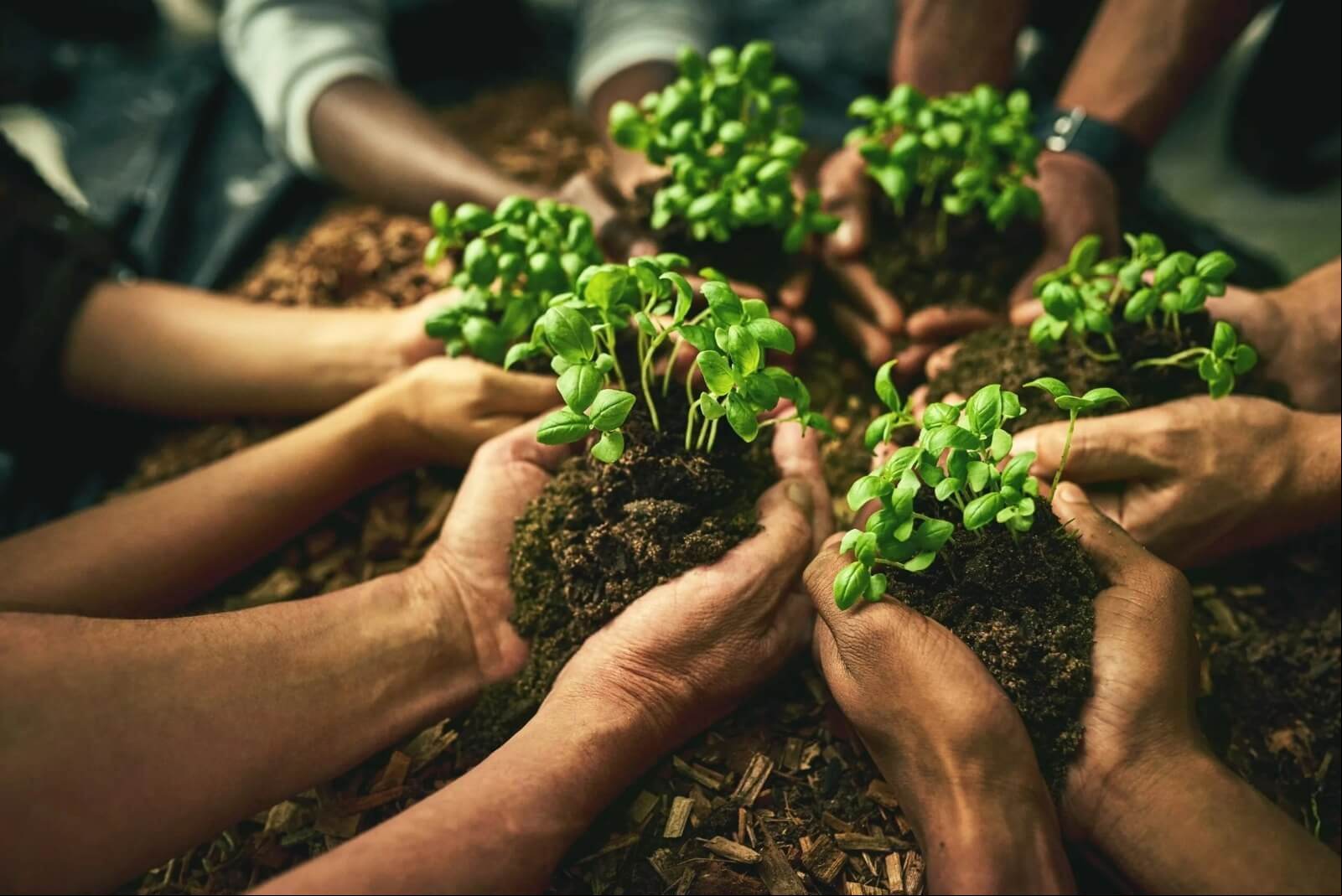 Capa O papel dos agricultores na conservação das florestas brasileiras