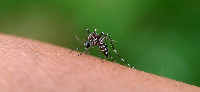 Capa Primeiros Casos de Chikungunya são confirmados em Almirante Tamandaré do Sul