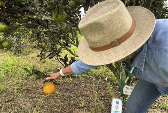 Capa Emater Goiás e Fapeg lançam edital para pesquisas inovadoras na agricultura familiar