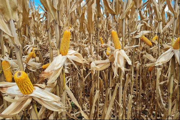 Capa Colheita dos grãos de verão continua no RS, com milho atingindo 64% das lavouras