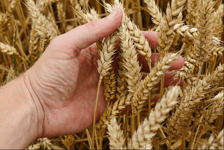 Capa Governo vai adquirir até 200 mil toneladas de trigo de produtores nacionais