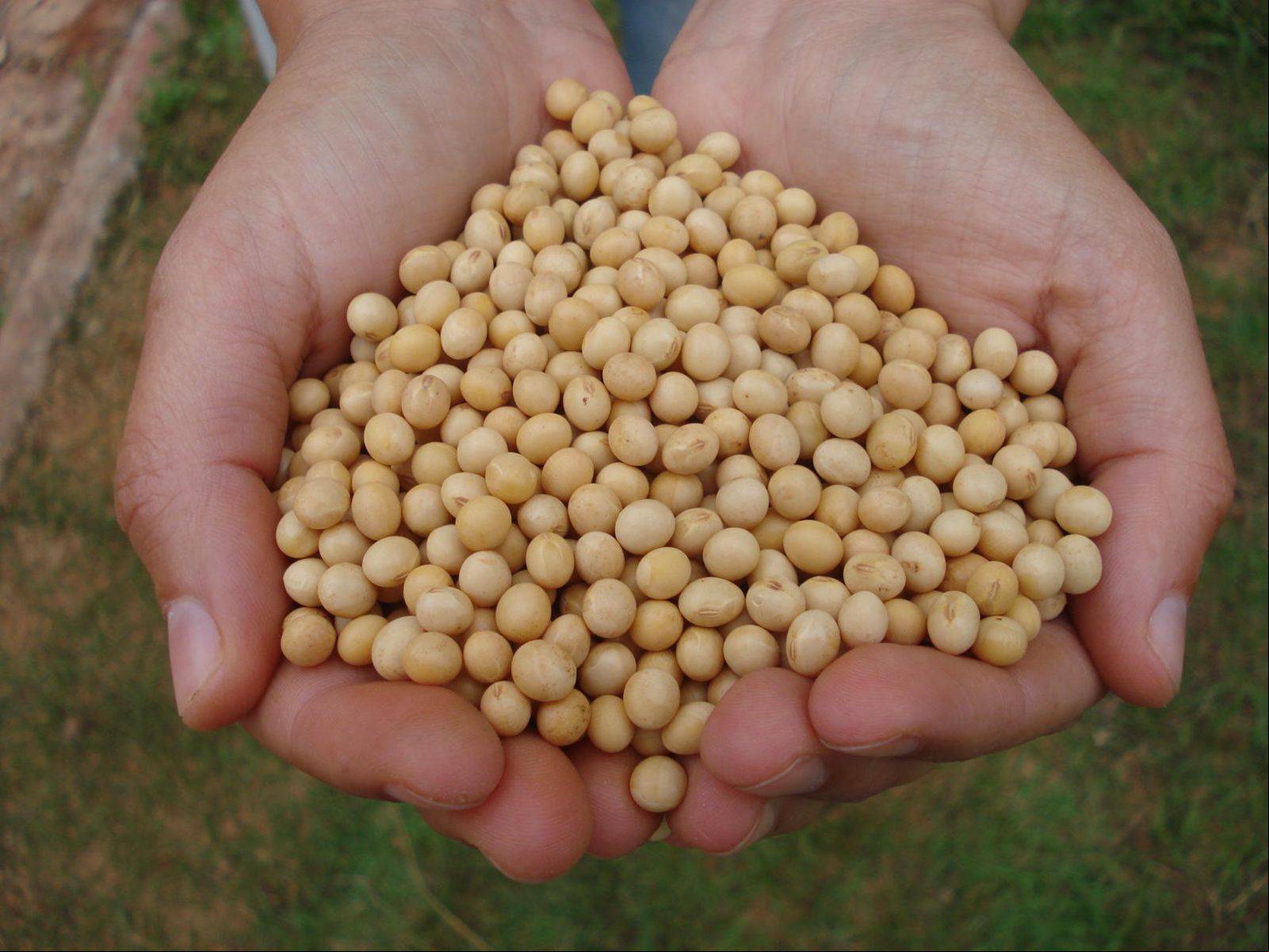 Capa Conab prevê safra de 33,5 milhões de toneladas de grãos no Rio Grande do Sul