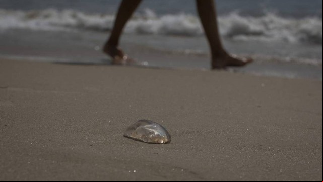 Capa Queimaduras por águas-vivas no litoral gaúcho já superam o triplo do começo do veraneio ado