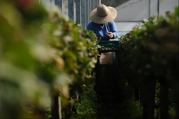 Capa Desenrola Rural oferece até 96% de desconto em dívidas de 1 milhão de produtores; entenda como funciona