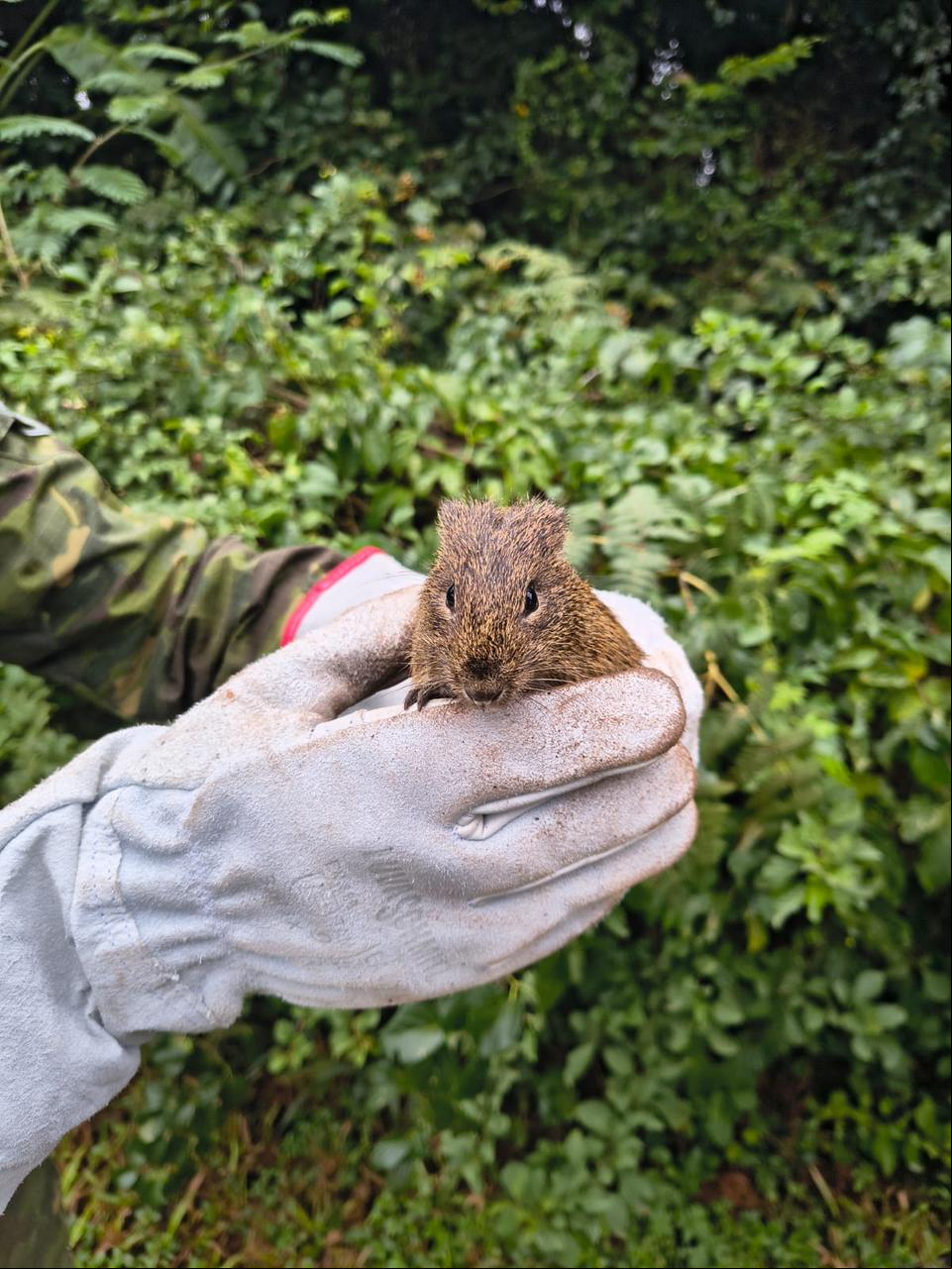 Capa Brigada Militar resgata um Preá (Cavia aperea) em o Fundo